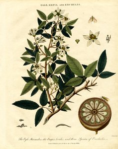 Egle;Empis a Enchelis od John Pass