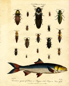 Elater a Elops: Sedmnáct druhů skákavek (Elater nebo Skipper) a rybek (Elops nebo Saur-fish). od John Pass
