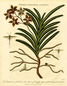 Epidendrum;Ephemera;a Erodius
