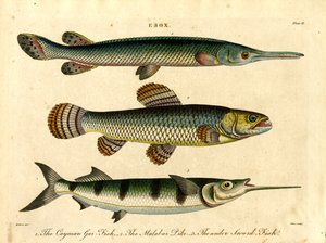 Esox: Druh štiky a mečouna od John Pass