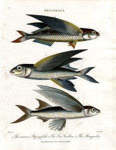 Exocoetus: Létající ryba od John Pass