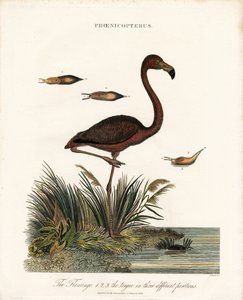 Flamingo od John Pass