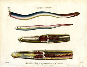 Gastrobranchus - Slepá ryba nebo Hagfish od John Pass