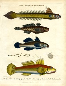 Gobius; Gonium a Gordius: Gobies and Hairworm od John Pass