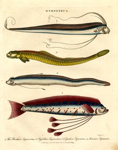 Gymnetrus Species - Stužkovité ryby