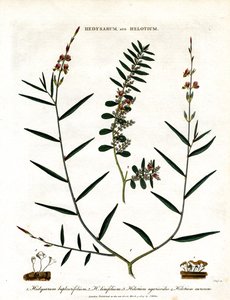 Hedysarum a Helotium od John Pass