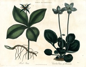 Herb Paris a Grass of Parnassus od John Pass