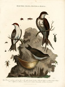 Hirundo;Hispa;Hister  Hortia: Vlaštovky a brouci od John Pass