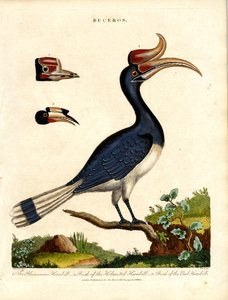 Hornbill Druhy s podrobnostmi o Bill od John Pass