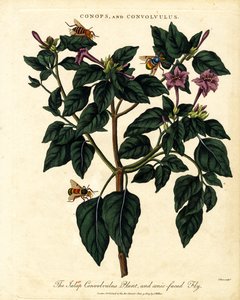 Jalap Convolvulus Plant a moucha kuželozubá od John Pass