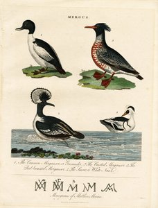 Mergansers (Mergus) od John Pass