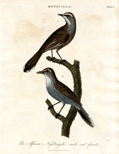 Motacilla - Africký slavík