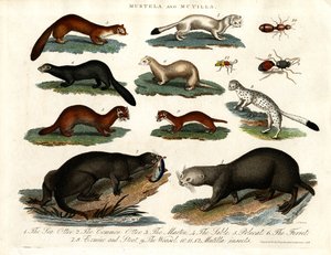 Mustela a Mutilla: Ilustrace různých druhů mustelidů a mutildího hmyzu od John Pass