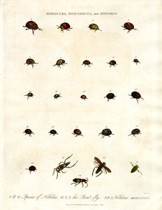 Notoclea;Notonecta;a Notoxus brouci od John Pass