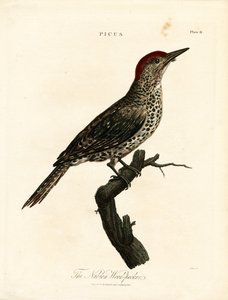 Datel núbijský (Picus) od John Pass