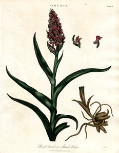 Orchideje: Širokolisté nebo bahenní orchideje