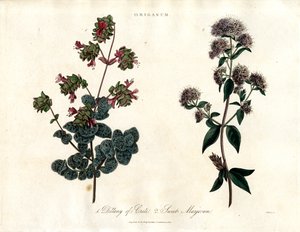 Origanum Druh: Dittany of Crete a Sweet Marjoram (Sladká majoránka) od John Pass
