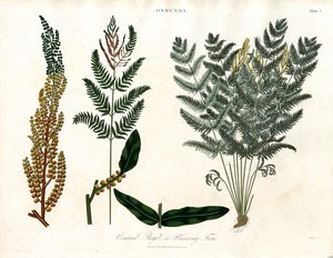 Osmunda od John Pass