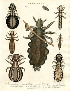 Pediculus - různé druhy vší od John Pass
