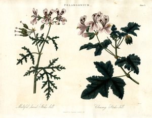 Pelargonium Druh: Čáp mnoholistý a čáp mnoholistý (Clammy Storks-bill) od John Pass