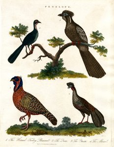 Penelope Species (Krocani a bažanti)