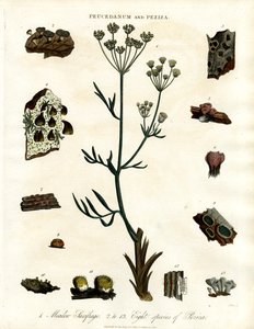 Peucedanum a Peziza od John Pass