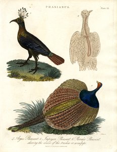 Phasianus (Druh bažanta) od John Pass