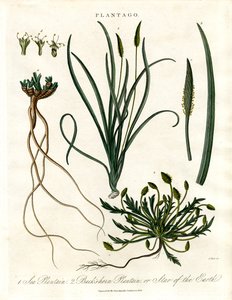 Plantago Species od John Pass