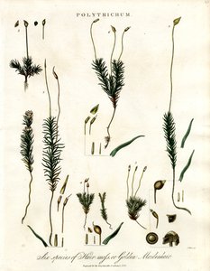 Polytrichum od John Pass