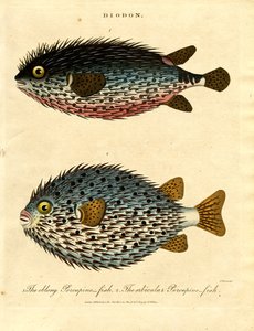 Dikobraz (Diodon)
