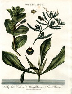 Potamogeton (Druh rdestu)