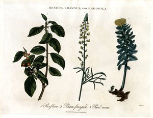 Reseda;Rhamnus a Rhodiola od John Pass