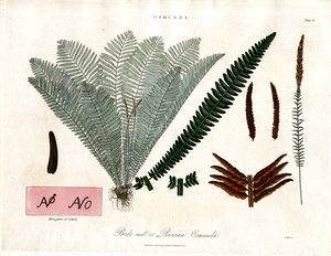 Kapradina královská (Osmunda) od John Pass