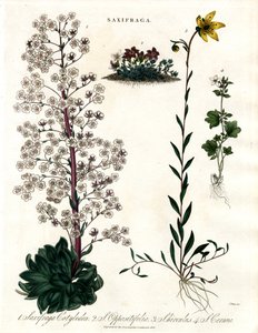 Saxifraga Druhy od John Pass
