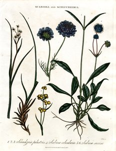 Scabiosa a Scheuchzeria od John Pass