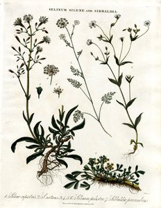 Selinum;Silene a Sibbaldia od John Pass