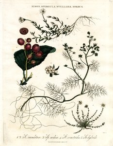 Sison;Spergula;Stellaria;Sorbus od John Pass