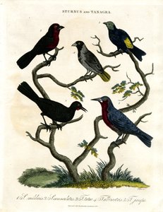Sturnus a Tanagra (špačci a pěnkavy) od John Pass