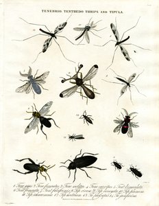 Tenebrio;Tenthedo;Thrips and Tipula - Rozmanitost hmyzu
