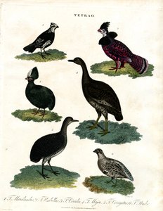 Tetřev hlušec (Tetrao Species) od John Pass
