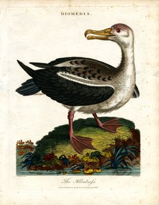 Albatros od John Pass