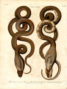 Cæcus neboli tajná zmije a Cobra de Capello neboli zmije s brýlovou kapucí.