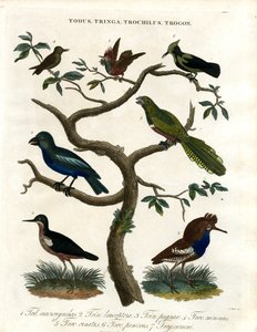 Todus;Tringa;Trochilus a Trogon od John Pass