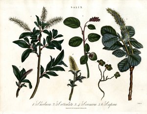 Různé druhy vrb (Salix) od John Pass