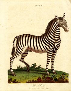 Zebra (Equus) od John Pass