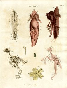 Zoologické anatomické ilustrace (deska XV) od John Pass