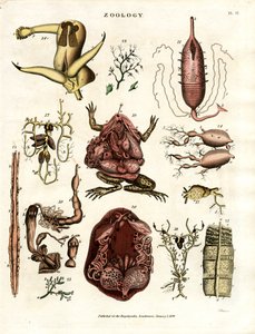 Zoologie Pl. II: Anatomické ilustrace různých živočichů a orgánů od John Pass