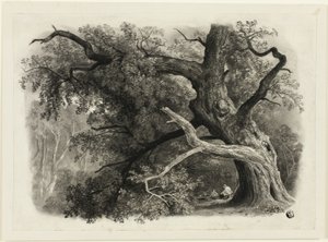 Starý strom v Billah - Sherwoodský les od John Rawson Walker