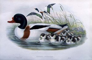 Sheldrake (Tadorna Vulpanser) (ručně barvené lito) od John and Richter Henry Constantine (after) Gould