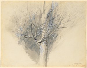 Poupata platanu javorolistého od John Ruskin